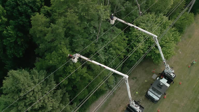 How Our Tree Care Process Works  in  Rivanna, VA